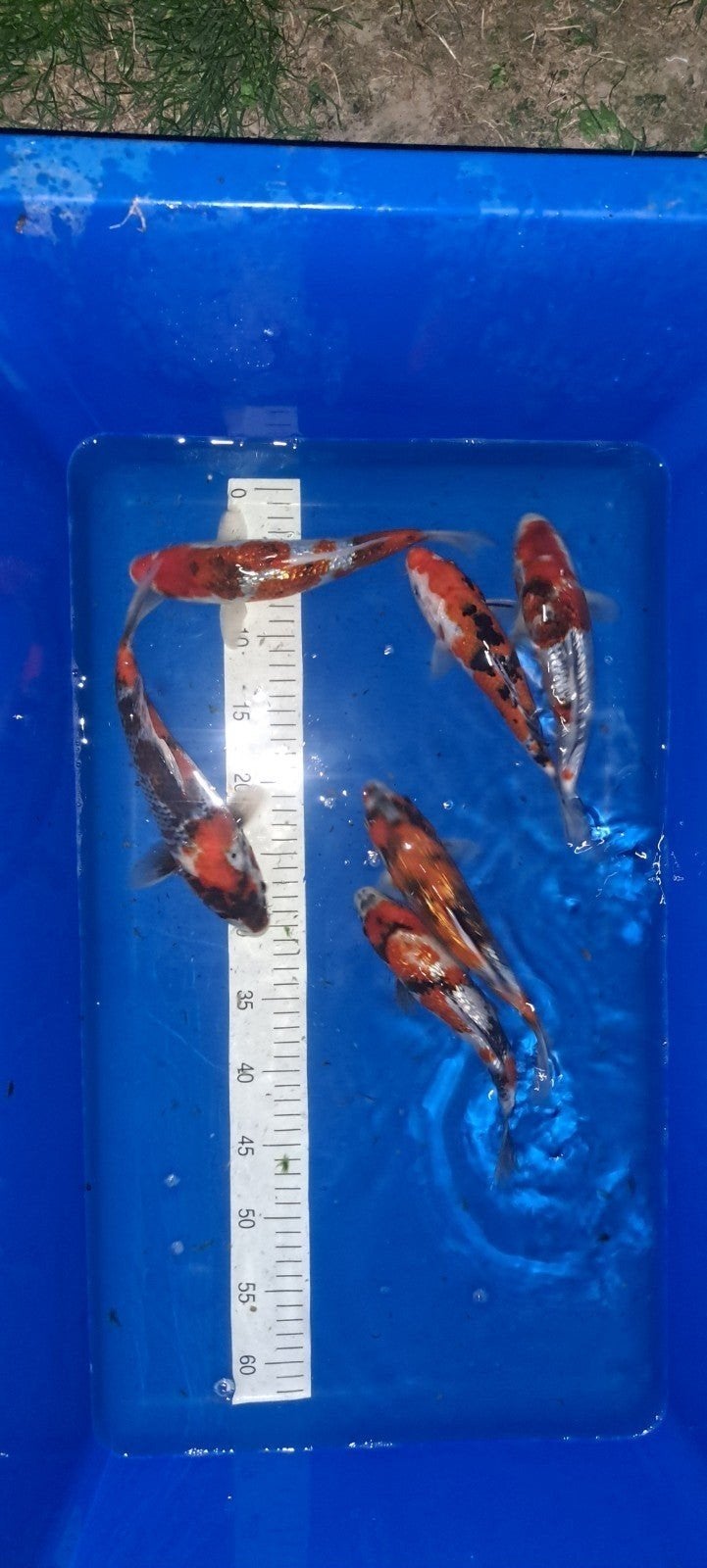 Japanse koi 1 jaar oud
oud +/- 25cm
meer info en foto's via, Jardin & Terrasse, Enlèvement, Neuf