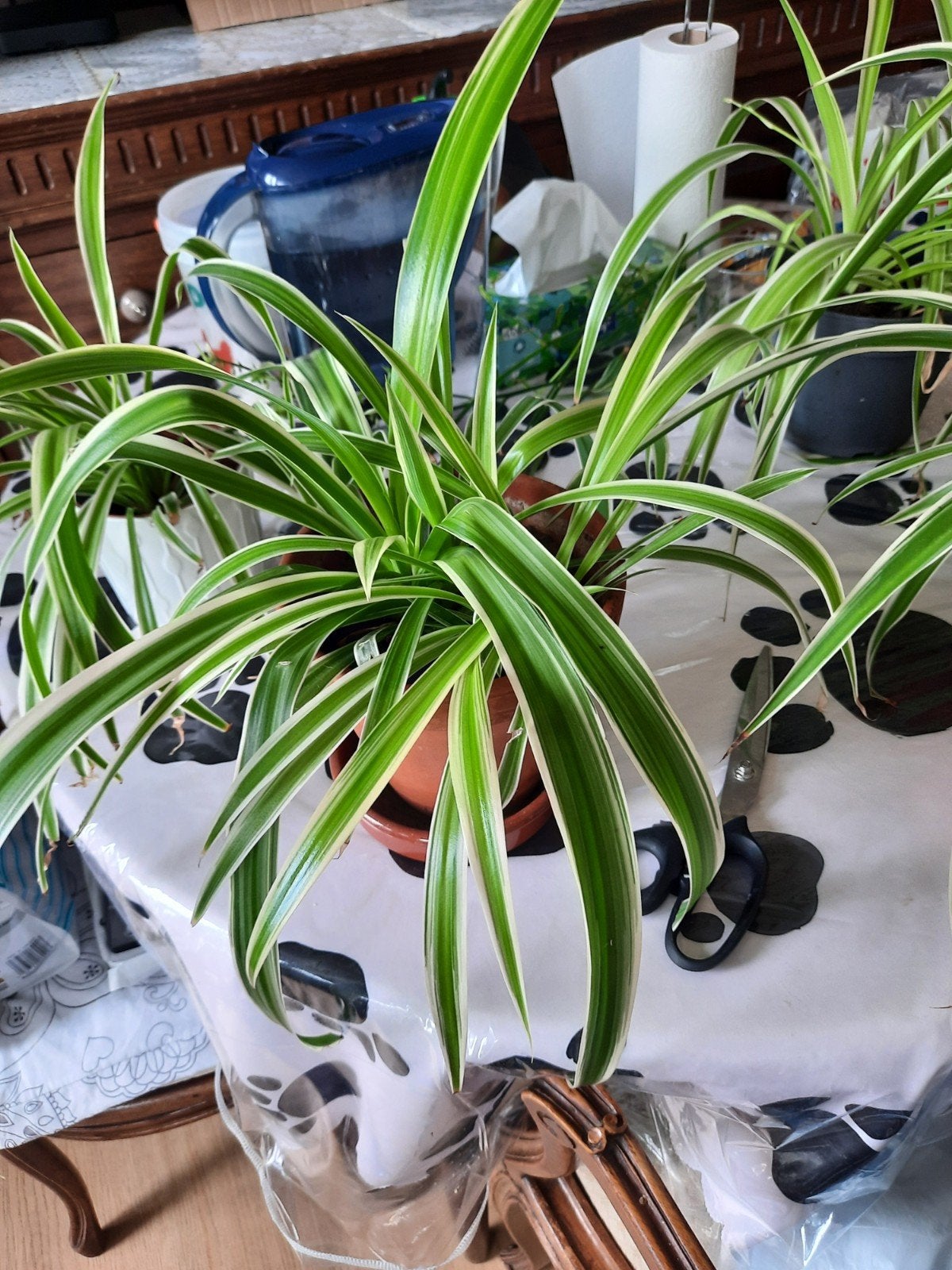 Plantes Chlorophytum comosum,
Chlorophytum co, Enlèvement, Autres espèces, En pot