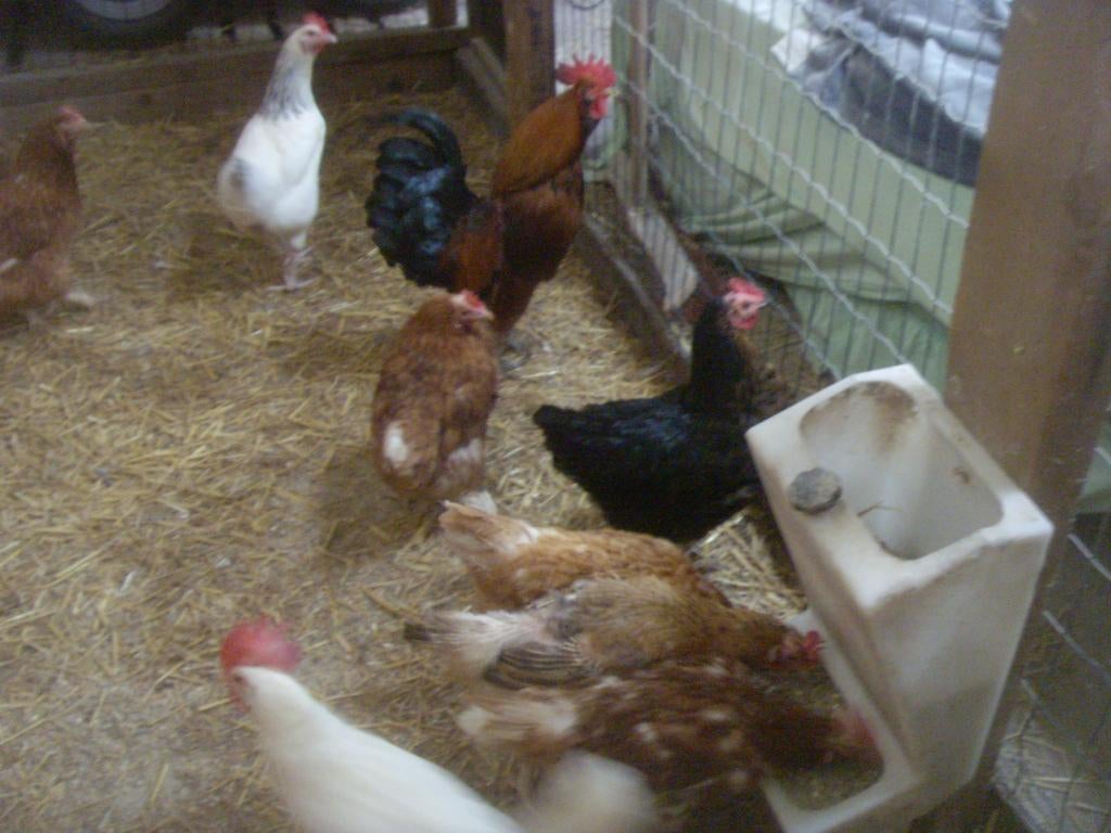 legkippen, Femelle, Poule ou poulet