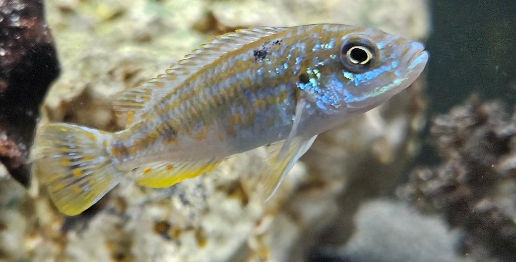 Perle ou likoma de l'île Labidochromis joanjohnsonae, Poisson, Poisson d'eau douce