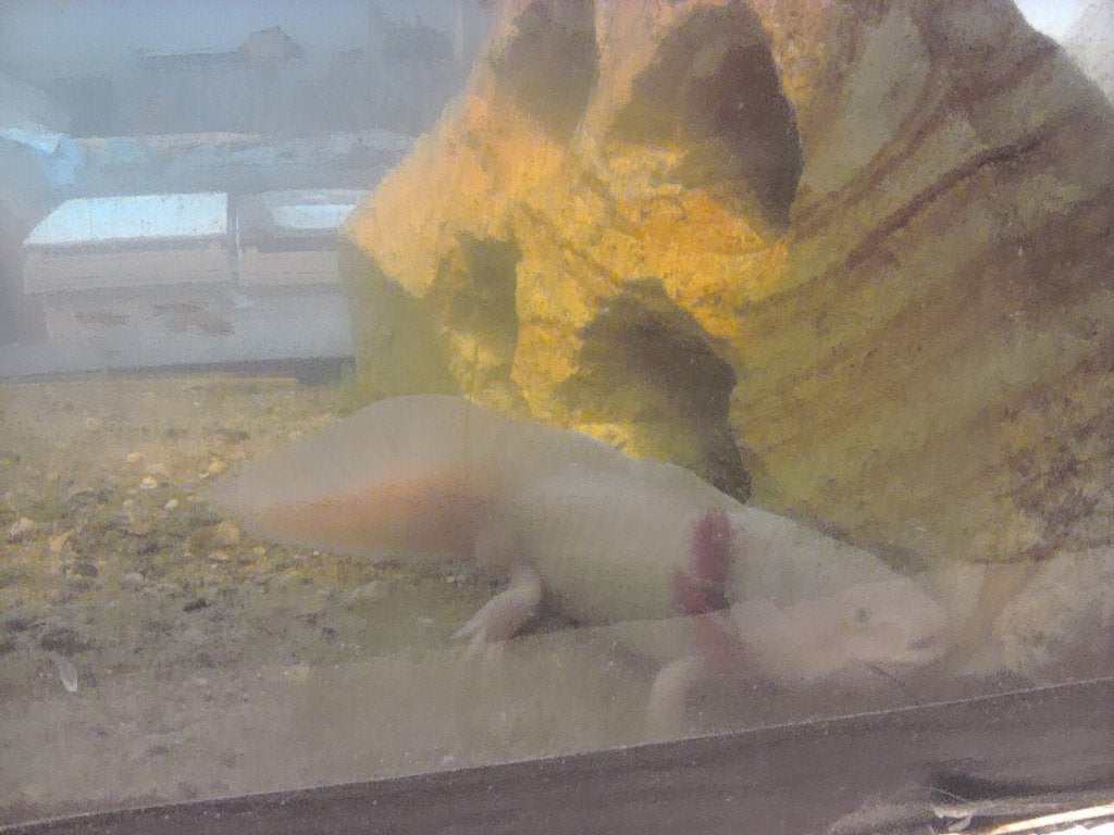 Axelotl, Animaux & Accessoires, Amphibien, Domestique