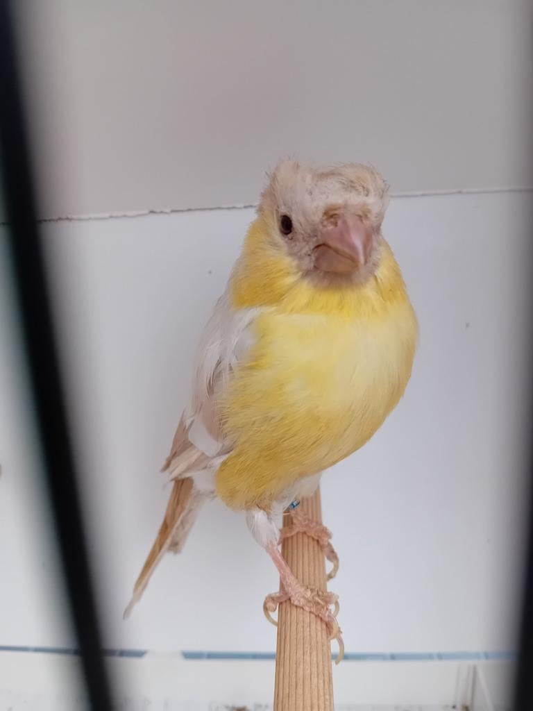 Goudvinken, Dieren en Toebehoren