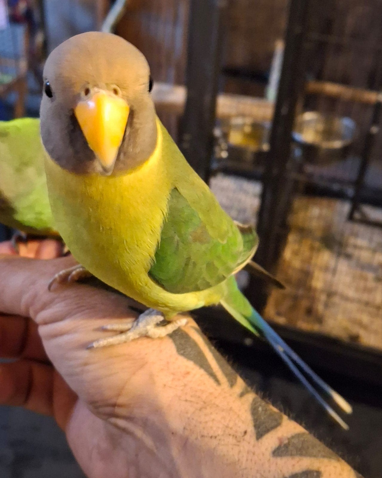 Handtamme pruimkop parkiet, Dieren en Toebehoren, Vogels | Parkieten en Papegaaien, Parkiet