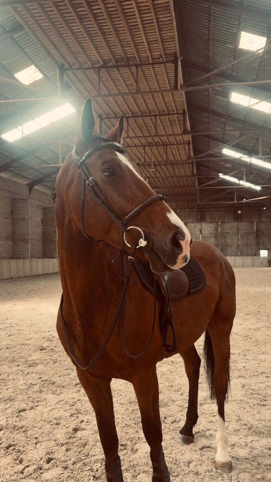 Lieve 5 jarige ruin te koop, Animaux & Accessoires, Chevaux, Ne s'applique pas, Cheval de saut, 170 à 175 cm, 3 à 6 ans