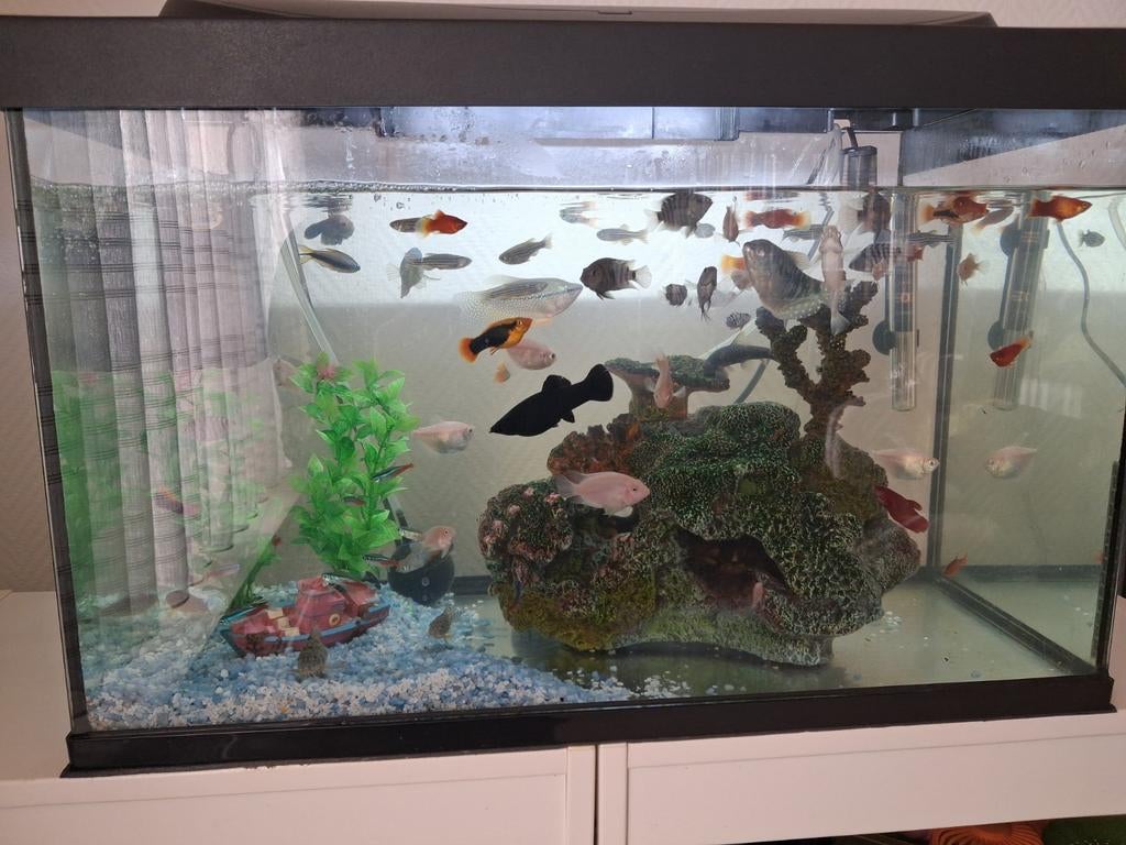 Tetra aquarium met meer dan 60 vissen, Dieren en Toebehoren, Ophalen, Verwarming, Decoratie, Tetra