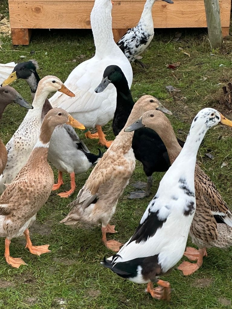 Œufs à incuber - Canards indiens, Juin, Sexe inconnu