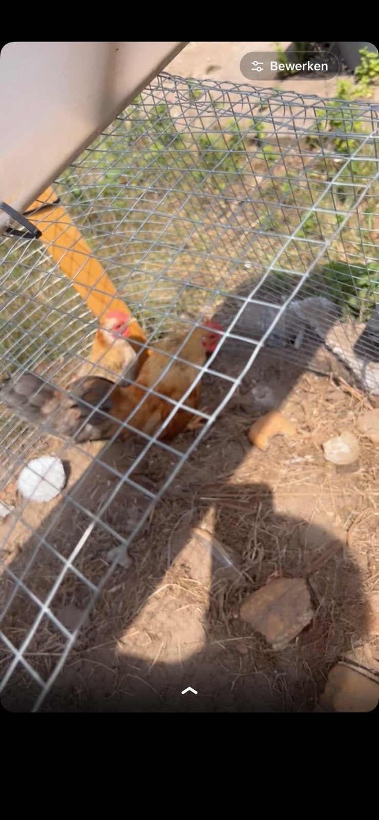 4 legkippen en 2 hanen, Dieren en Toebehoren, Kip