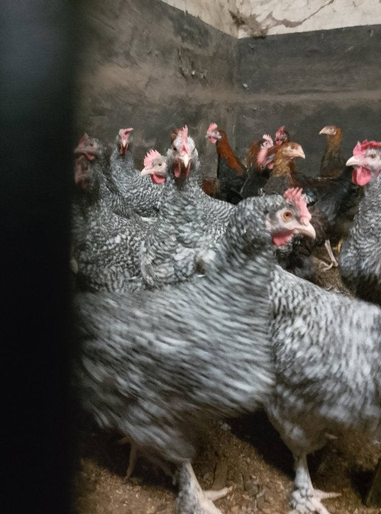 Slachthanen Mechelse koekoek, Dieren en Toebehoren
