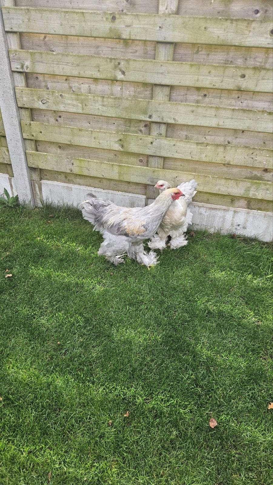 koppeltje brahma isabel, Plusieurs animaux, Poule ou poulet