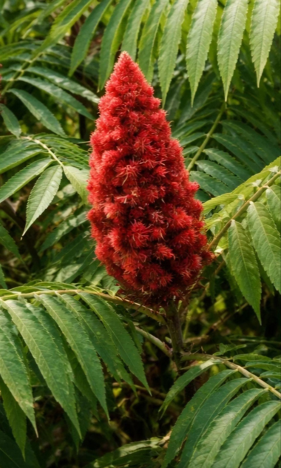 Rhus Typhina (fluweelboom), Jardin & Terrasse, Plein soleil, Autres espèces, Enlèvement, Été