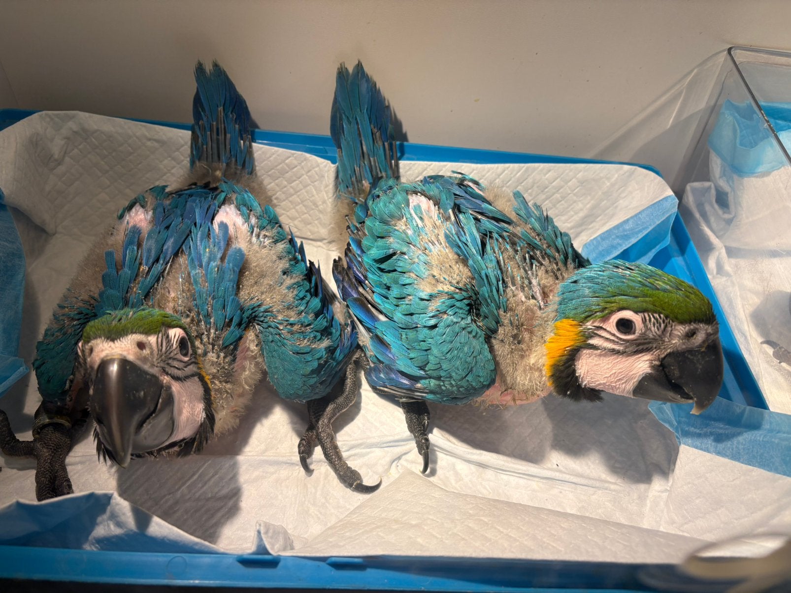 blauw gele ara’s, Dieren en Toebehoren, Vogels | Parkieten en Papegaaien, Mannelijk, Papegaai, Tam
