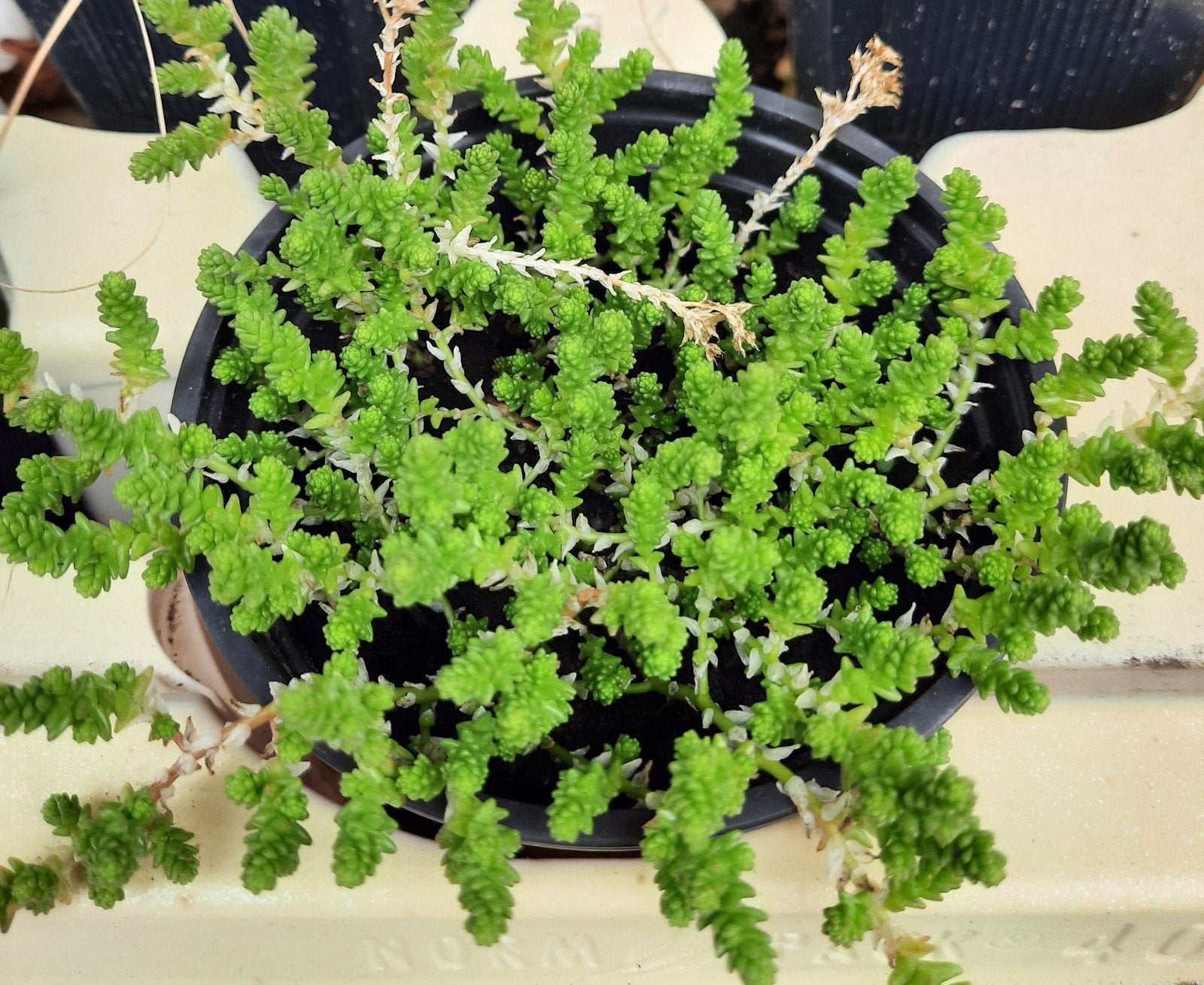 vetplantjes die bloeien, Jardin & Terrasse, Plantes | Jardin, Plein soleil, Enlèvement, Plante fixe, Été