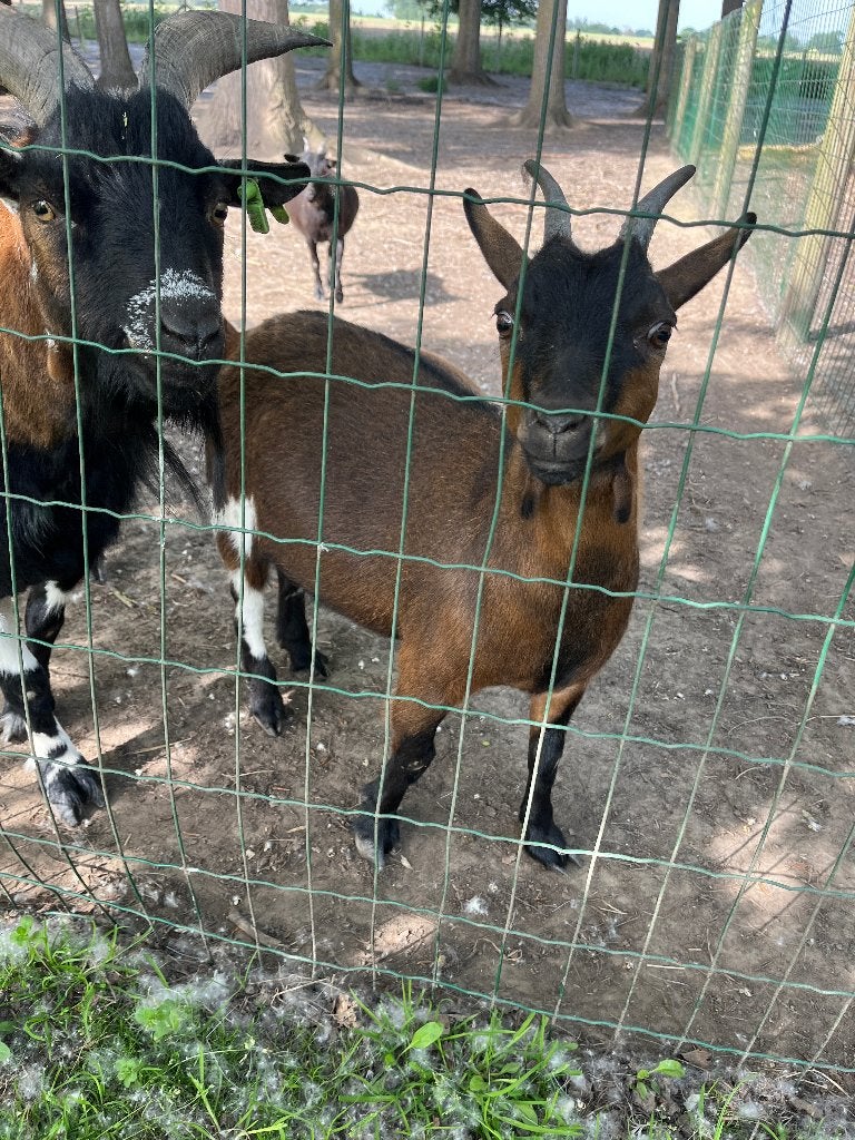 5 belles chèvres à vendre (couple avec 3 agneaux)., Animaux & Accessoires, Moutons, Chèvres & Cochons, Plusieurs animaux, Chèvre