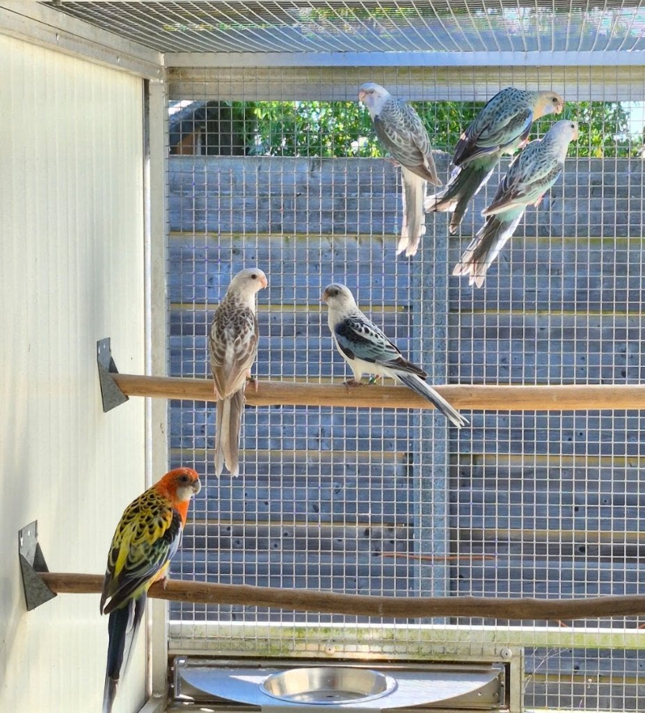Rosella's 2026, Dieren en Toebehoren, Vogels | Parkieten en Papegaaien, Meerdere dieren, Parkiet, Geringd