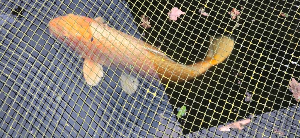 Koi