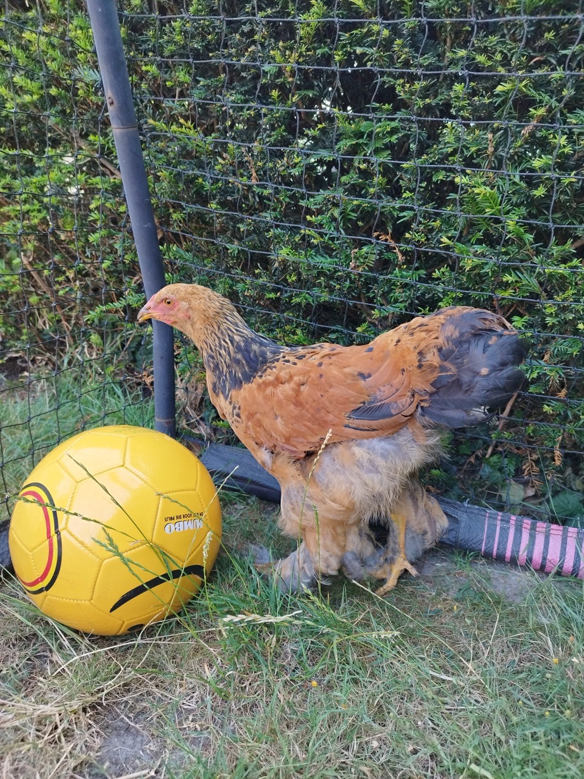 Brahma, Dieren en Toebehoren, Pluimvee