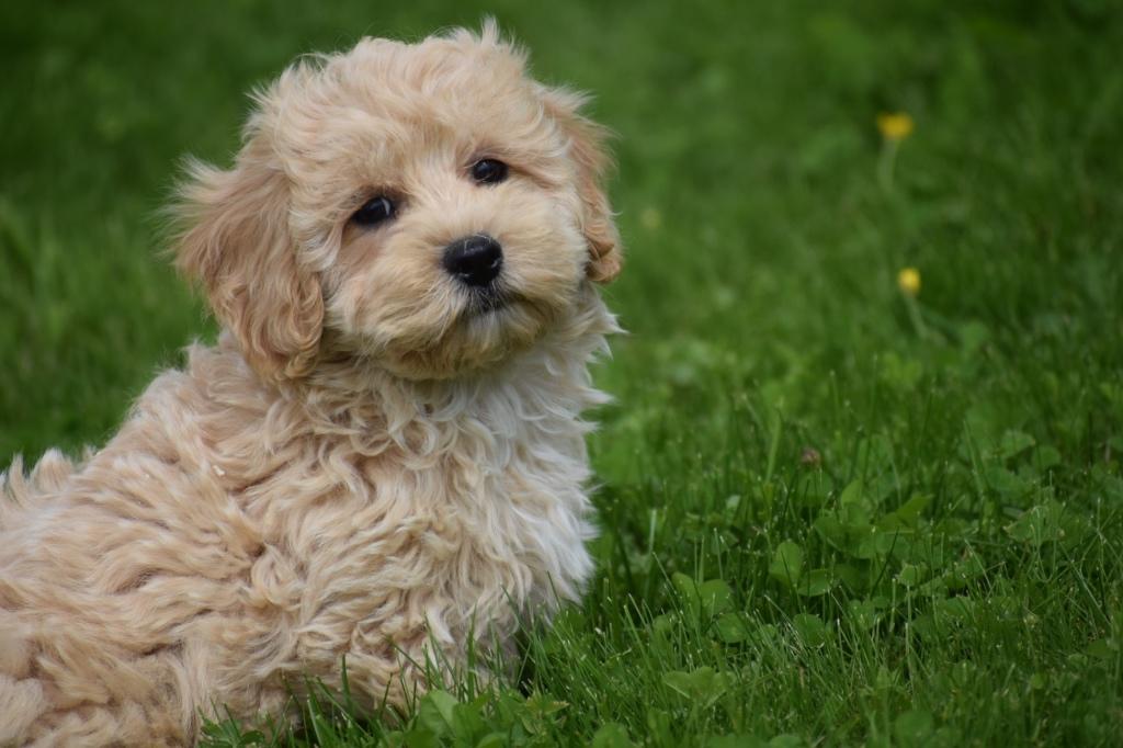 Maltipoo pups, België, 15 weken tot 1 jaar, Overige rassen, Parvo