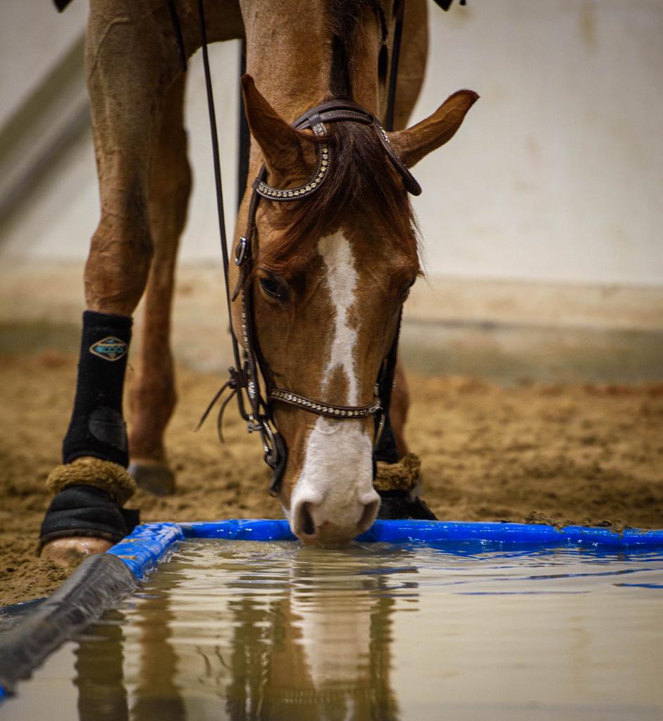 Zadelmak maken en trainen van paarden en pony’s, Hengst, Zadelmak