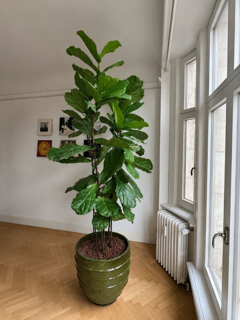 Ficus Lyrata, Maison & Meubles, Plantes d'intérieur, Ficus, Plein soleil, Enlèvement, 200 cm ou plus