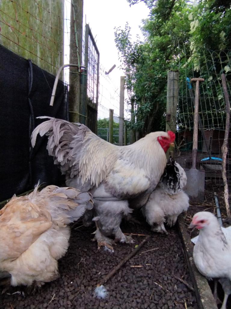 Brahma broedeieren, Dieren en Toebehoren, Pluimvee