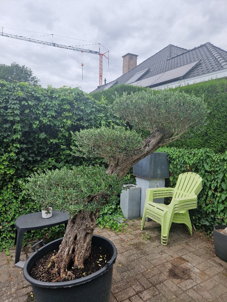Mooie olijfboom Plato in pot., Tuin en Terras, Planten | Bomen, Ophalen, In pot, Olijfboom
