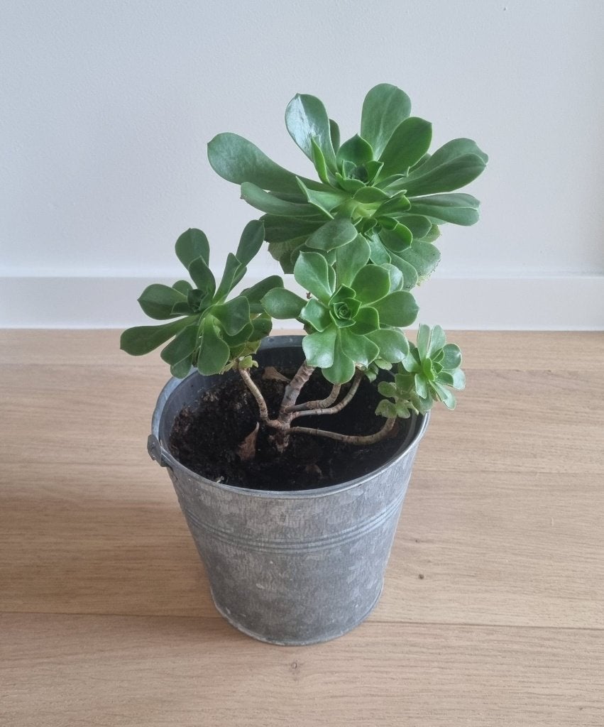 Aeonium arboreum de +/- 27 cm dans un seau en zinc, Plante succulente, En pot, Moins de 100 cm, Plante verte