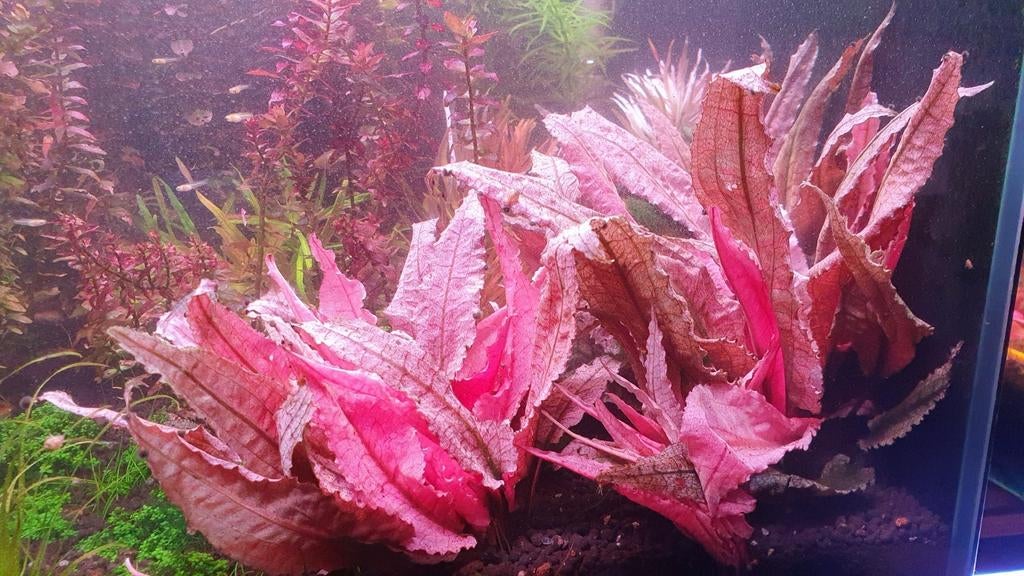CRYPTOCORYNE PINK FLAMINGO, Dieren en Toebehoren, Ophalen of Verzenden