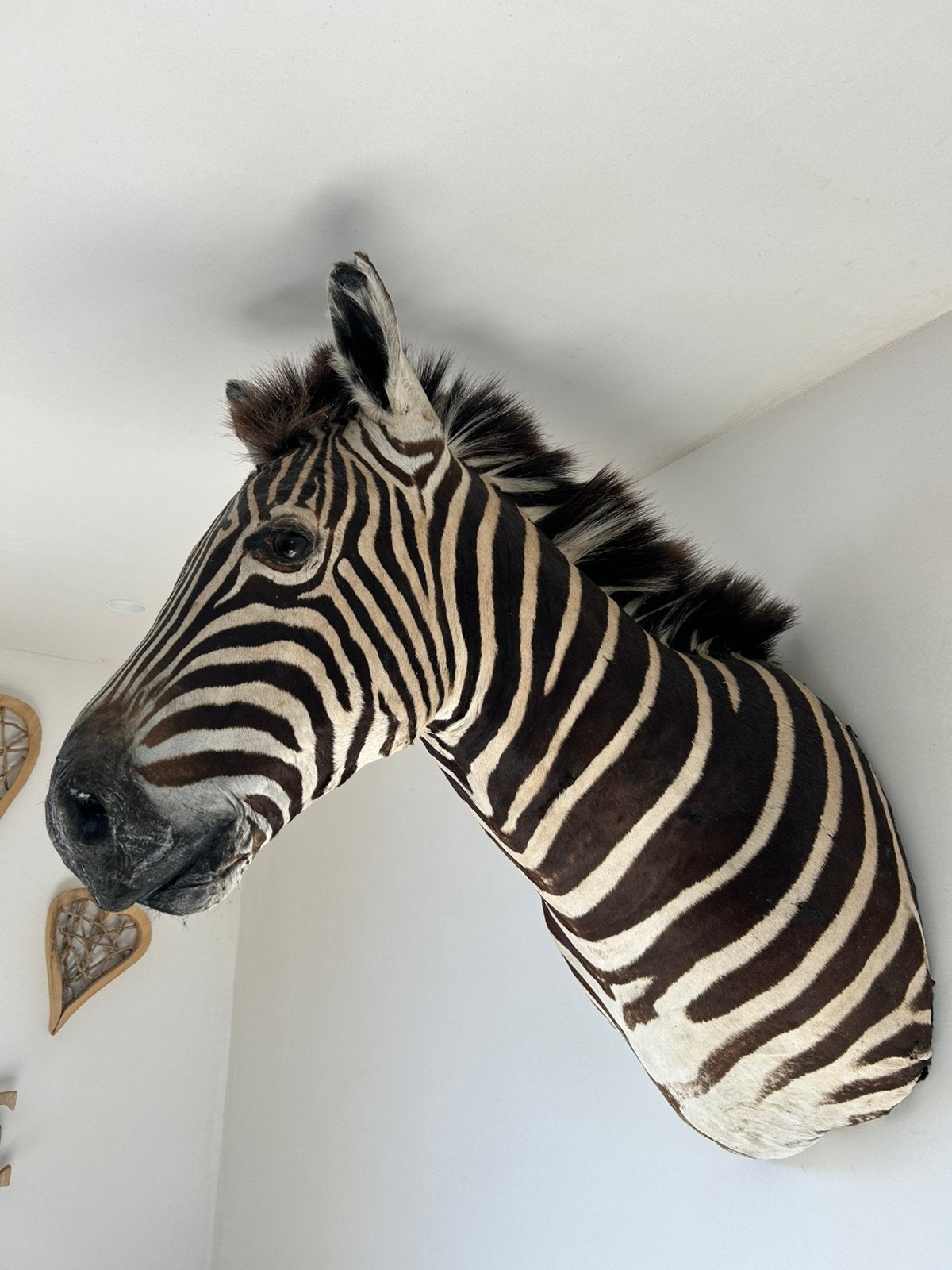 Prachtige grote zebra hoofd taxidermie, Enlèvement, Comme neuf, Animal empaillé