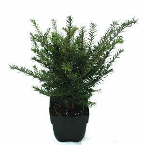 1 taxus in pot    ,27 cm hoog en breed, Tuin en Terras, Ophalen