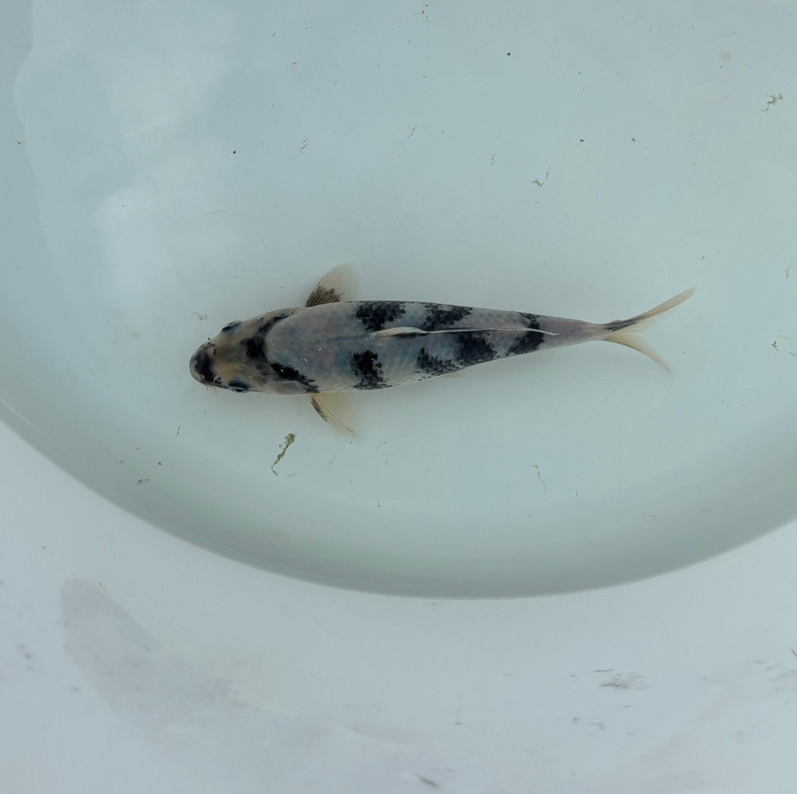 Shiro Utsuri koi 17 cm, Dieren en Toebehoren, Karper of Koi