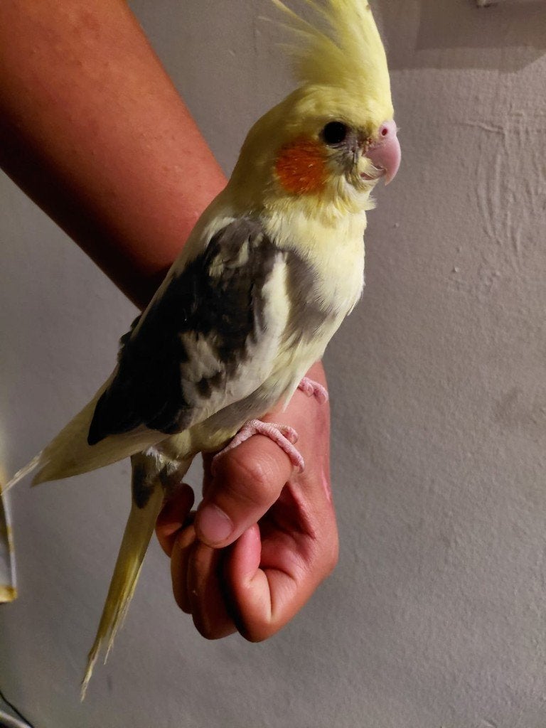Jonge handtamme EAM valkparkiet met DNA certificaat, Dieren en Toebehoren, Vogels | Parkieten en Papegaaien, Mannelijk, Parkiet