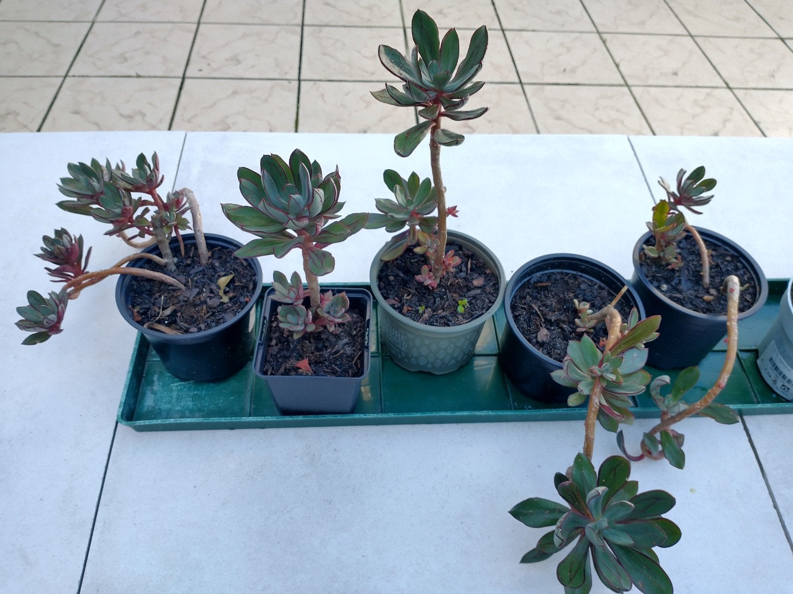 Echeveria nodulosa jonge gewortelde planten groen/rood, Ophalen, Vetplant