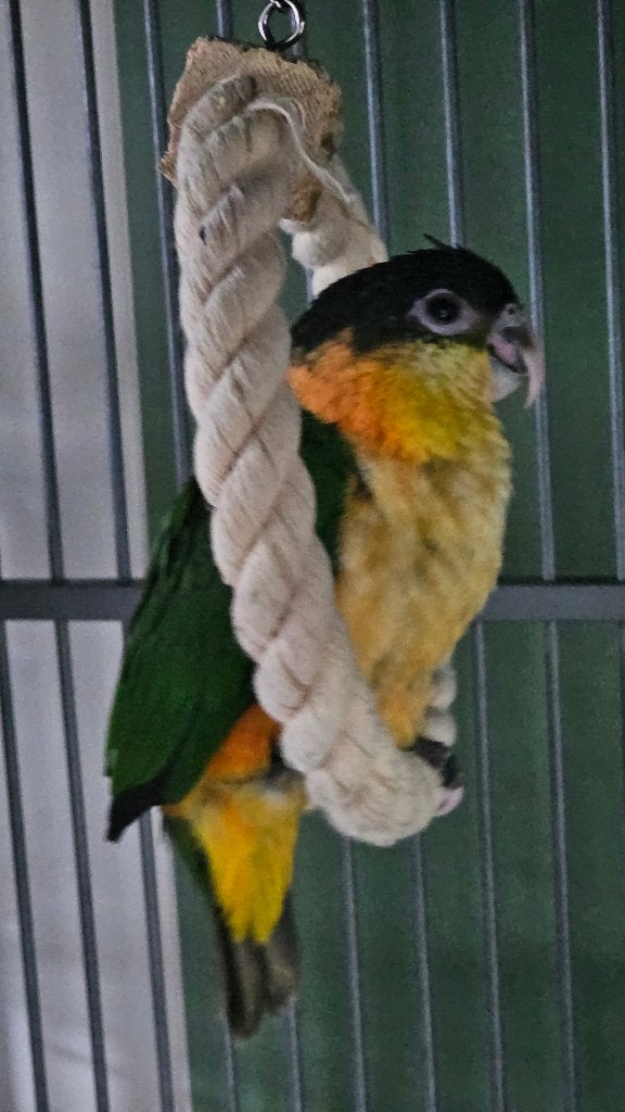 Koppel zwartkopjes baby caique, Dieren en Toebehoren, Vogels | Parkieten en Papegaaien, Meerdere dieren, Papegaai, Tam