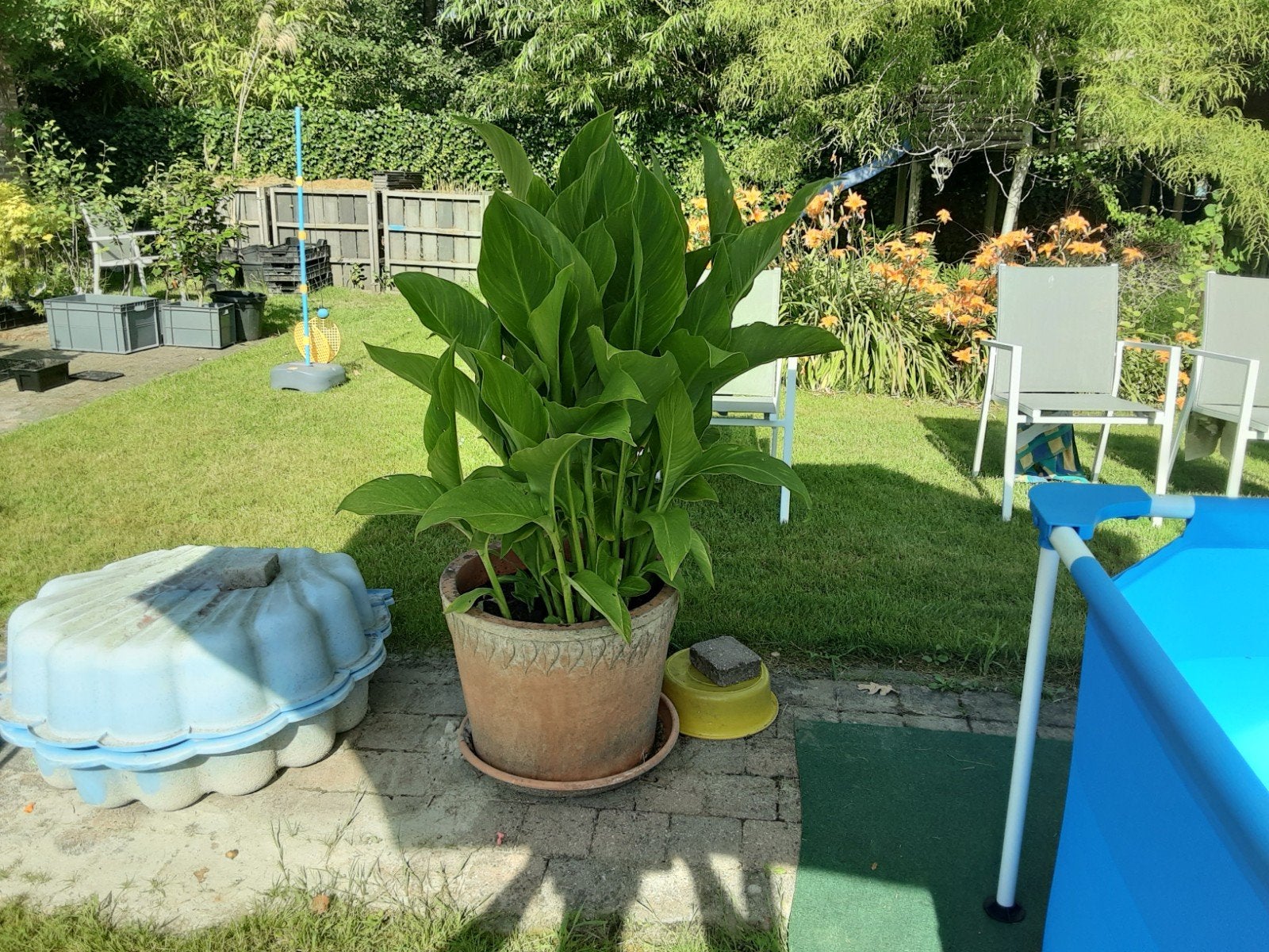 Planten canna met oranje bloem, Ophalen
