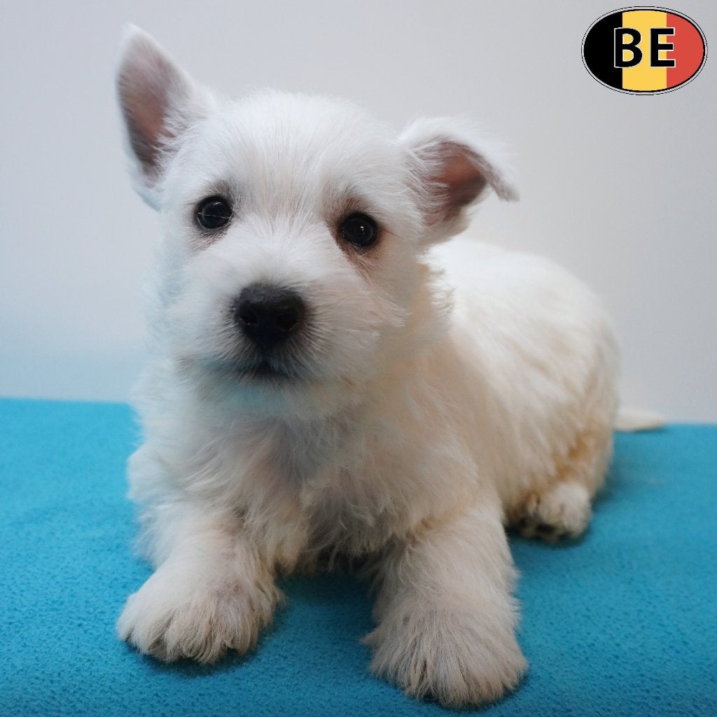 West Highland White Terriër (reutjes) Belgische pups, Dieren en Toebehoren, België, CDV (hondenziekte), 8 tot 15 weken, Meerdere