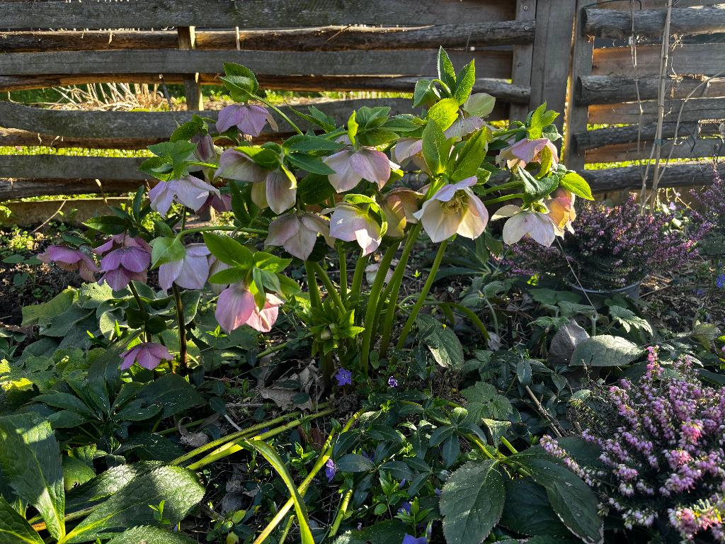 grande hellébore fleurs blanches ou roses, plante vivace, Jardin & Terrasse, Plantes | Jardin, Plante fixe, Autres espèces, Mi-ombre