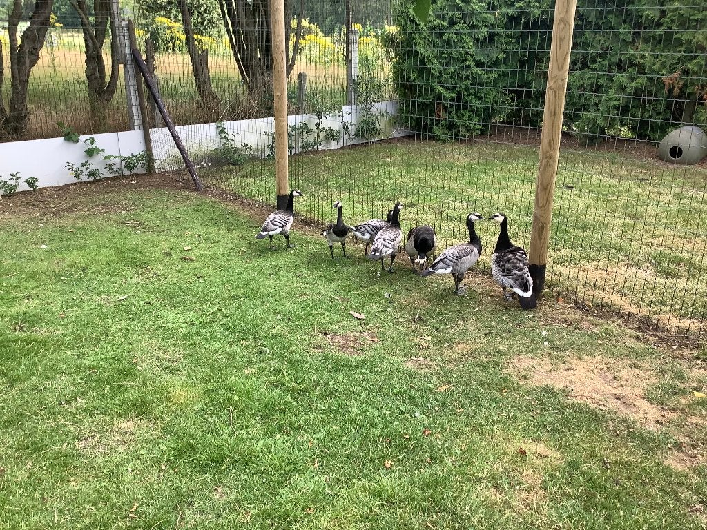 ganzen brandganzen, Dieren en Toebehoren, Meerdere dieren, Gans of Zwaan