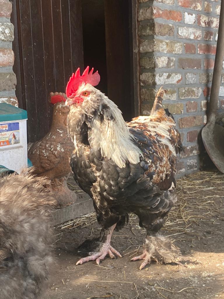 Faverolles haan, Mâle, Poule ou poulet