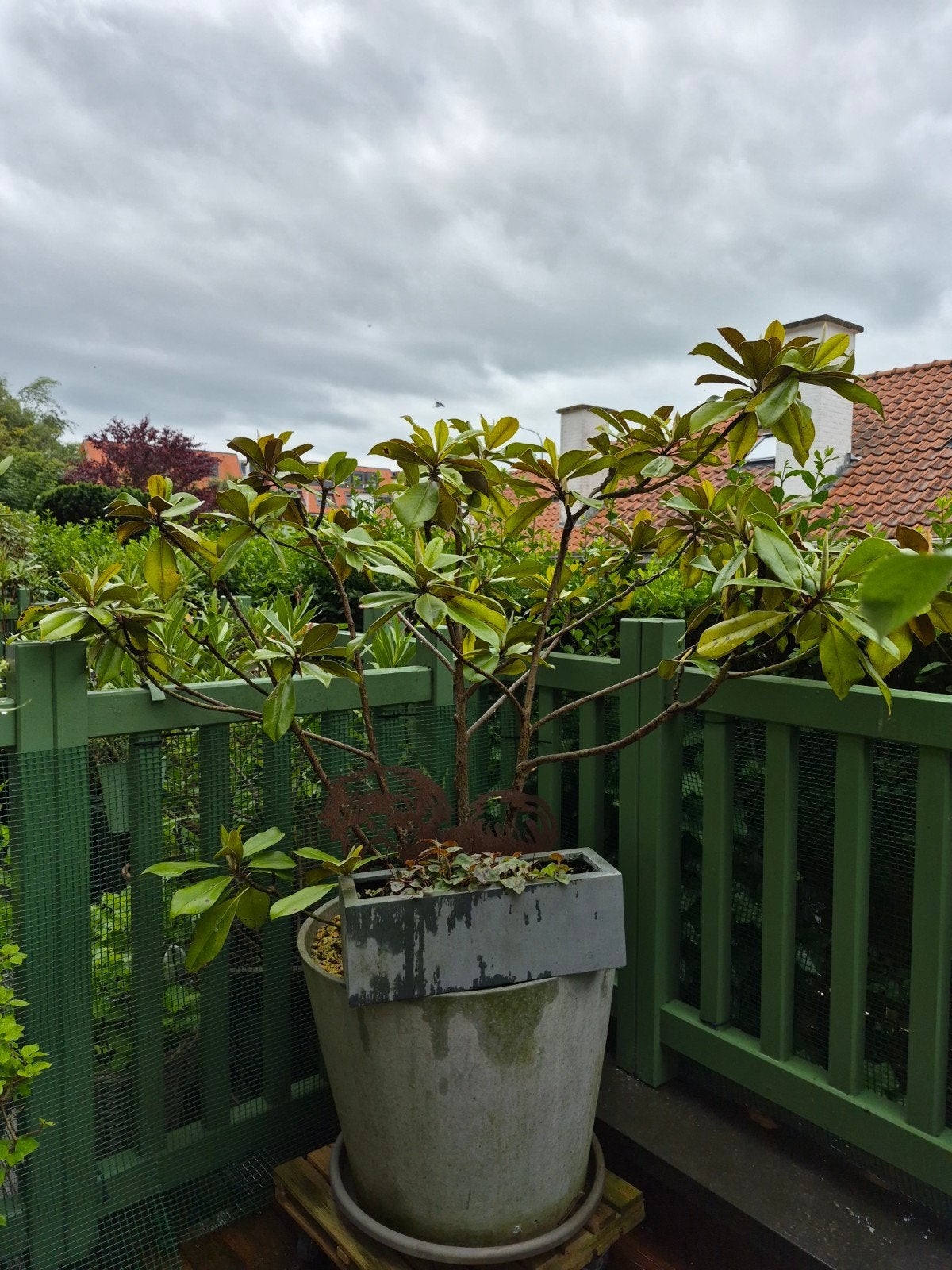 Magnolia grandiflora avec pot., Jardin & Terrasse, Plantes | Arbres, Enlèvement