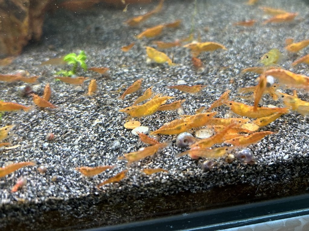 Oranje garnalen - Neocaridina davidi, Dieren en Toebehoren, Kreeft, Krab of Garnaal, Zoetwatervis, Schoolvis