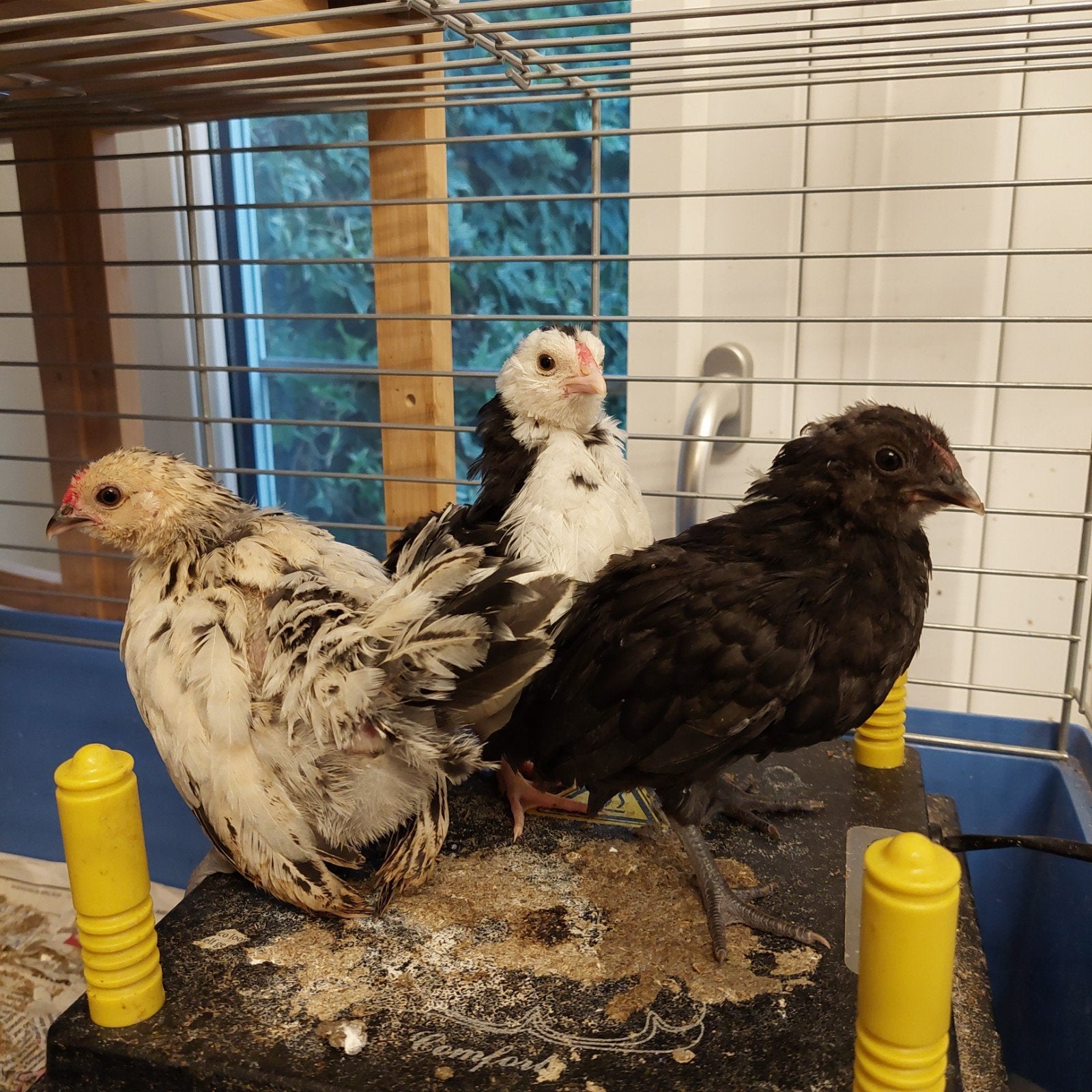 Antwerpse Baardkriel haantjes, Animaux & Accessoires, Volatiles, Mâle, Poule ou poulet