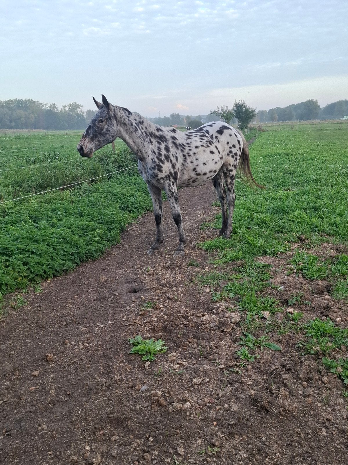 2 jarige leopaard apaloosa merrie, Dieren en Toebehoren