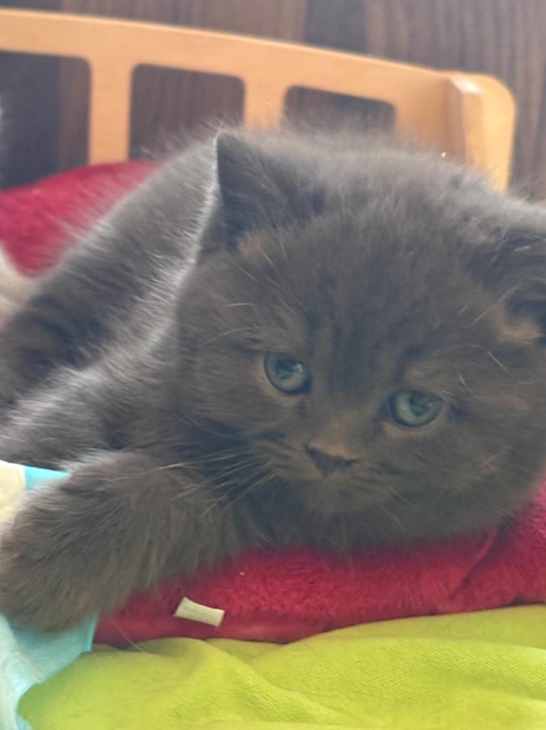 Chocolatjes Brits korthaar, Chat, Avec pedigree, 0 à 2 ans