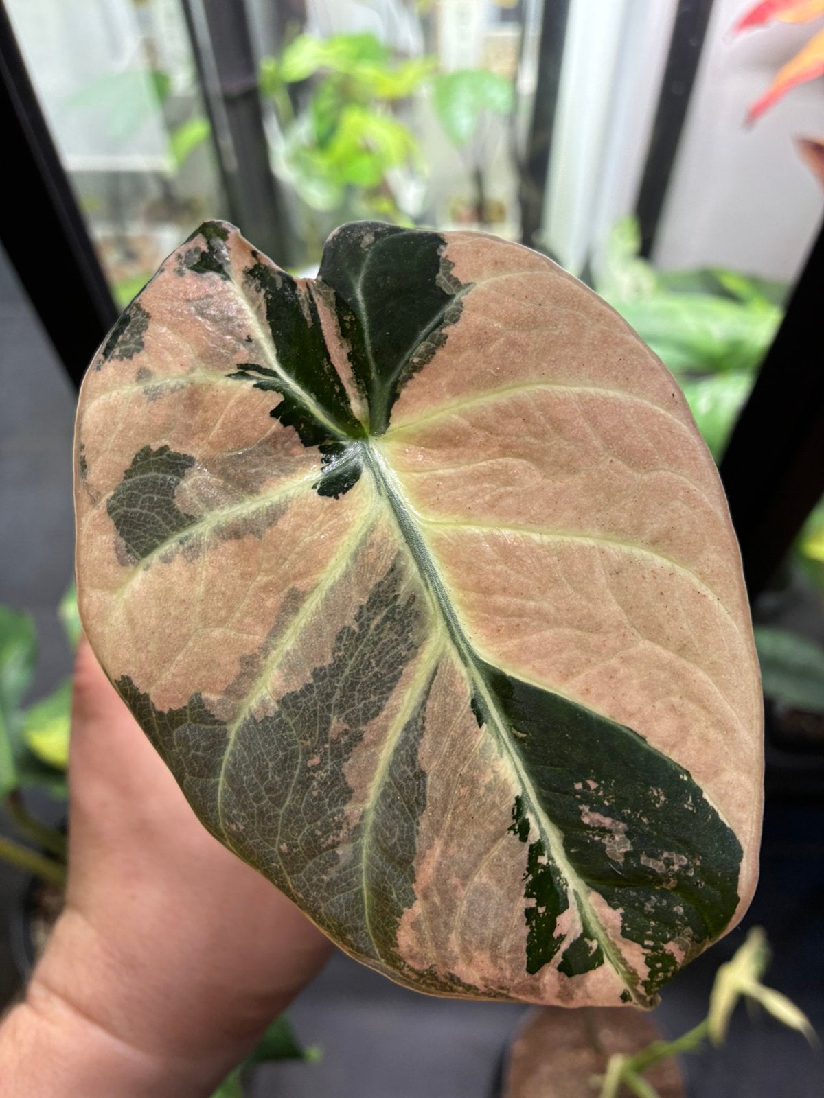 Alocasia Black Velvet pink variegata corms, Ophalen of Verzenden
