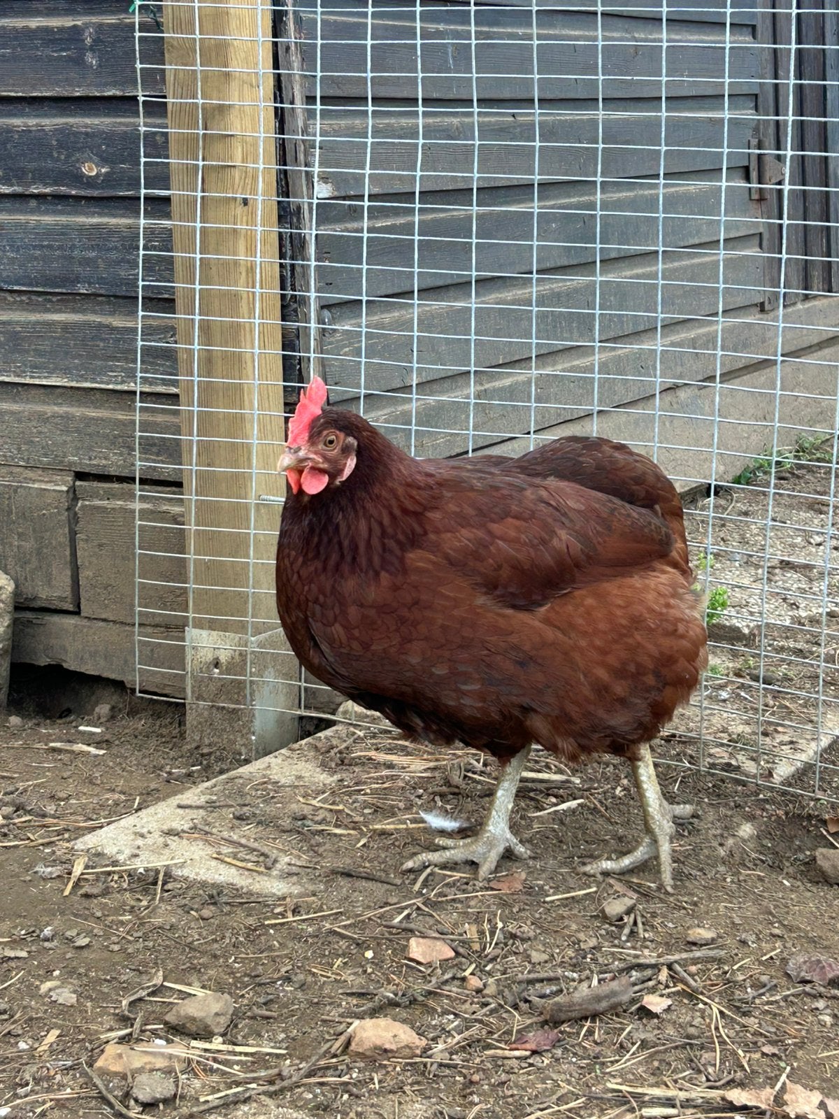 1 araucana kip, Femelle, Poule ou poulet