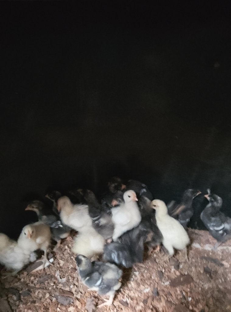 Kuikens Mechelse koekoek en Poule de Bresse, Dieren en Toebehoren