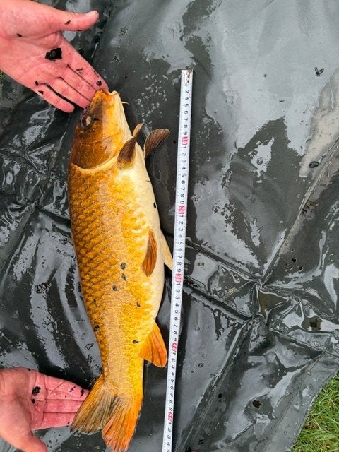 Koi karpers ea te koop wegens stopzetting, Karper of Koi