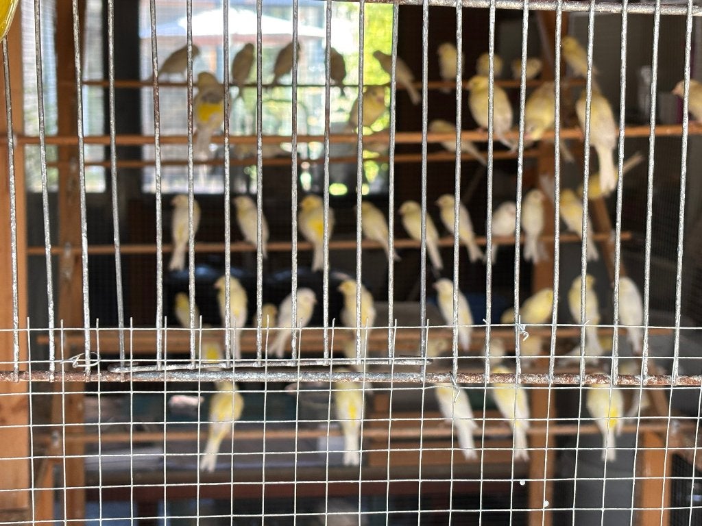 Kanaries, Dieren en Toebehoren, Vogels | Kanaries, Meerdere dieren, Kleurkanarie