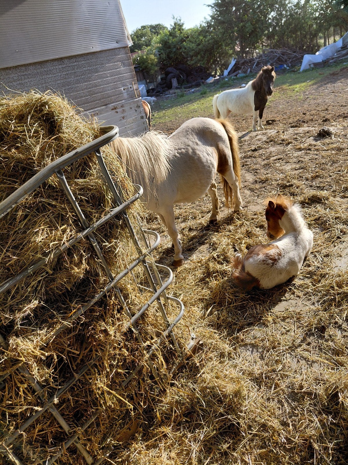 Pony s te koop runnen  en merries