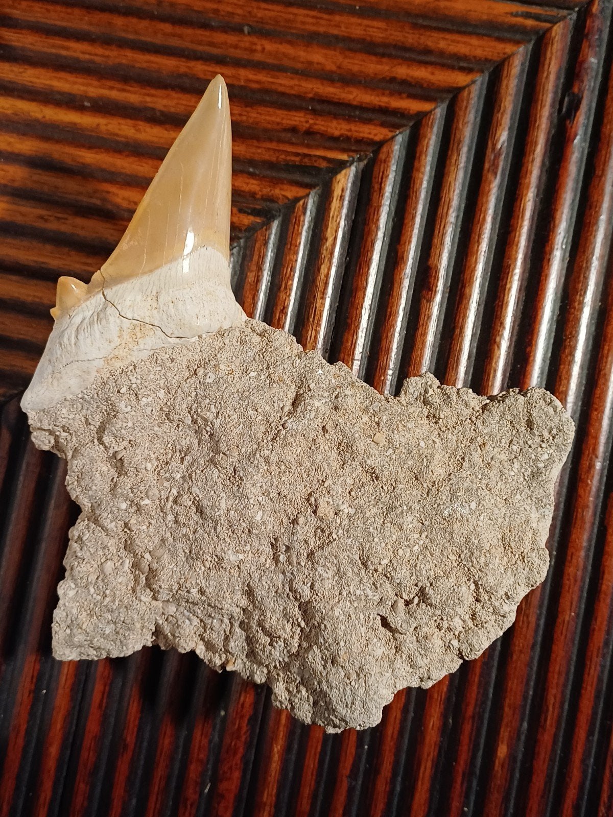 Grote fossiele haaientand Otodus obliquus in matrix, Ophalen of Verzenden, Fossiel